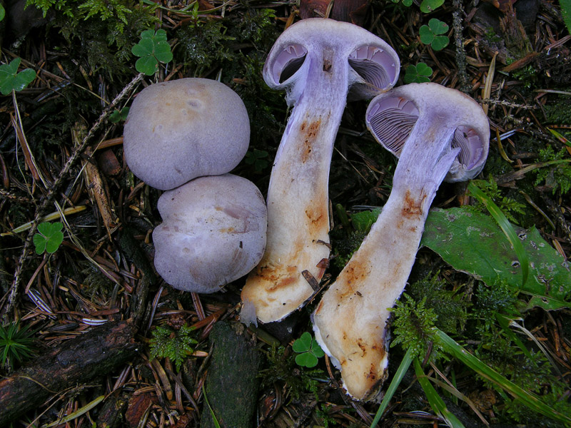 Finalmente qualche Cortinarius ed altro...